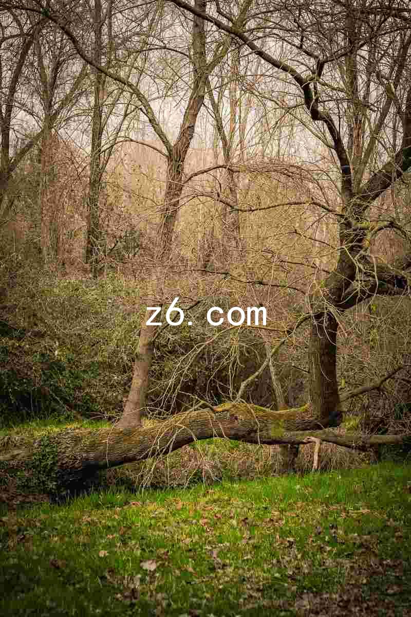 z6.com